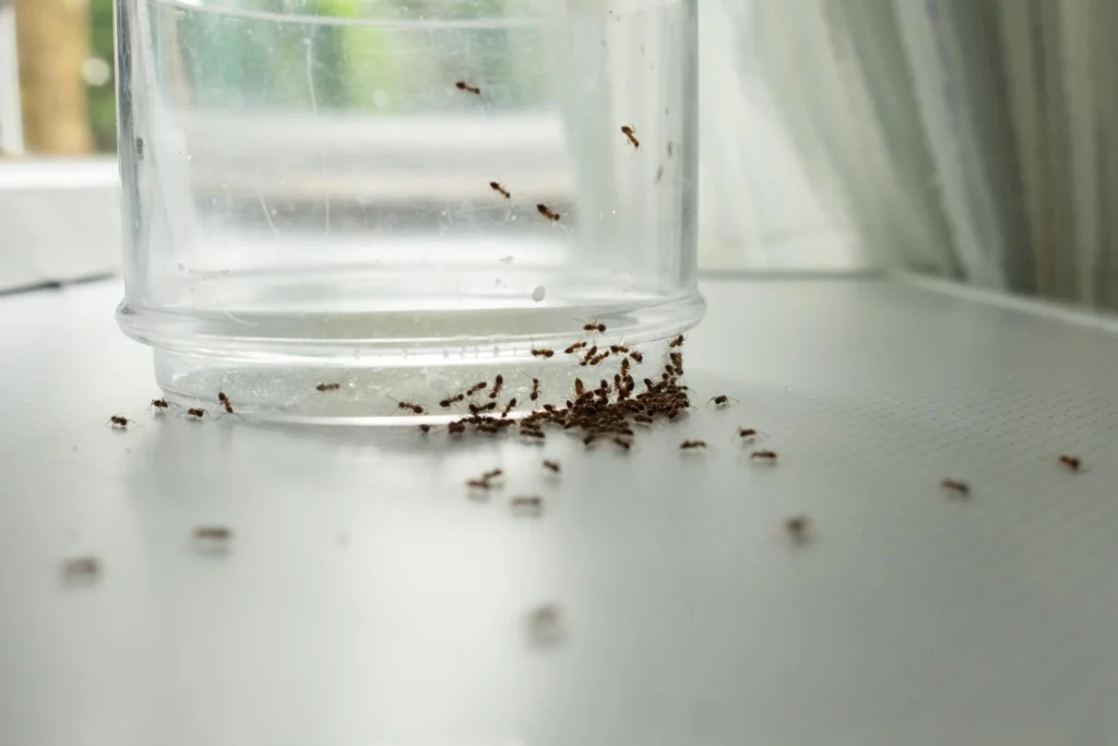 Naturalne środki na mrówki
